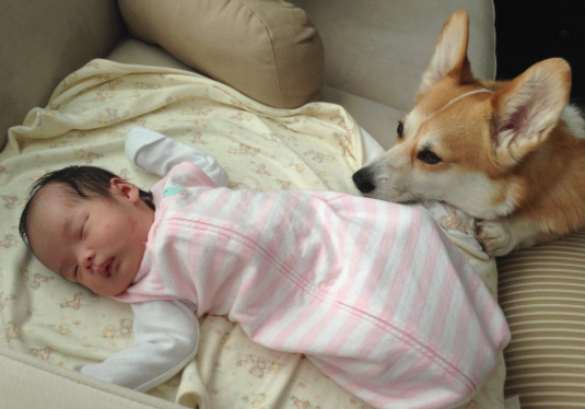 chien et bébé 1