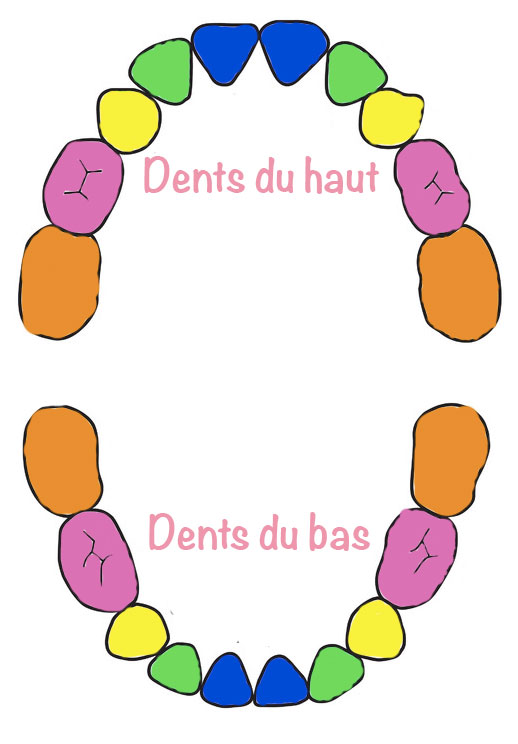 Dans Quel Ordre Les Dents De Lait Apparaissent Elles