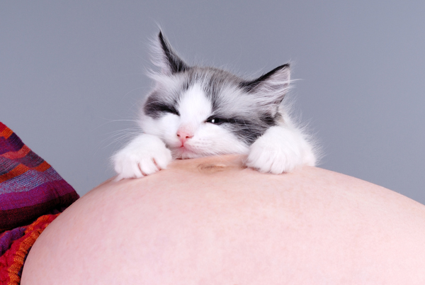 enceinte-avec-chat