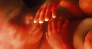 foetus-5-mois