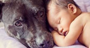 small-babies-children-big-dogs-1__880